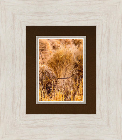 Plate 1 - Guatemala Highlands Shock of Wheat