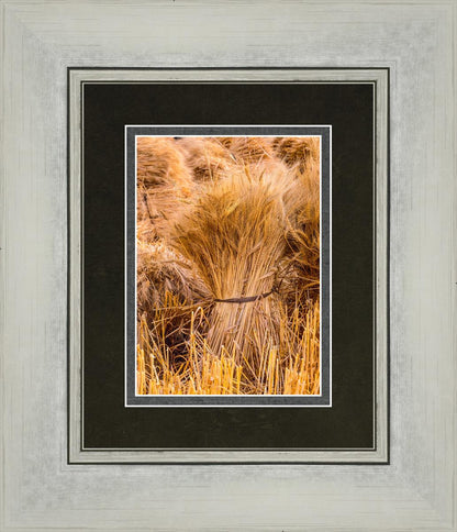 Plate 1 - Guatemala Highlands Shock of Wheat