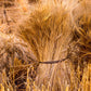 Plate 1 - Guatemala Highlands Shock of Wheat