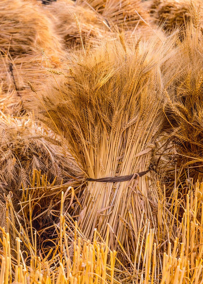 Plate 1 - Guatemala Highlands Shock of Wheat