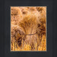 Plate 1 - Guatemala Highlands Shock of Wheat