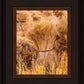 Plate 1 - Guatemala Highlands Shock of Wheat