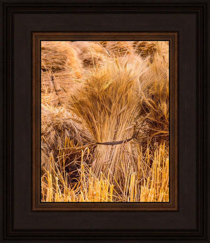 Plate 1 - Guatemala Highlands Shock of Wheat