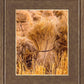 Plate 1 - Guatemala Highlands Shock of Wheat