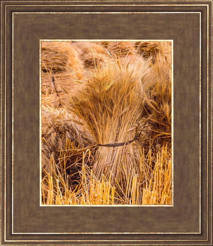 Plate 1 - Guatemala Highlands Shock of Wheat