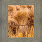 Plate 1 - Guatemala Highlands Shock of Wheat