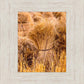 Plate 1 - Guatemala Highlands Shock of Wheat