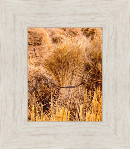 Plate 1 - Guatemala Highlands Shock of Wheat