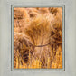 Plate 1 - Guatemala Highlands Shock of Wheat