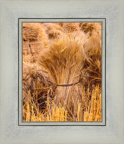 Plate 1 - Guatemala Highlands Shock of Wheat