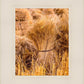 Plate 1 - Guatemala Highlands Shock of Wheat