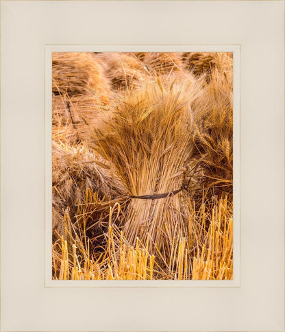 Plate 1 - Guatemala Highlands Shock of Wheat