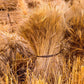 Plate 1 - Guatemala Highlands Shock of Wheat