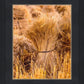 Plate 1 - Guatemala Highlands Shock of Wheat