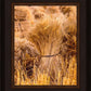 Plate 1 - Guatemala Highlands Shock of Wheat