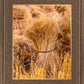 Plate 1 - Guatemala Highlands Shock of Wheat