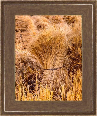 Plate 1 - Guatemala Highlands Shock of Wheat