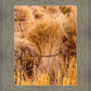 Plate 1 - Guatemala Highlands Shock of Wheat