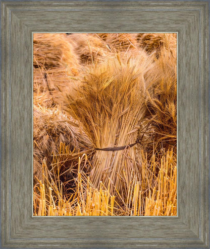 Plate 1 - Guatemala Highlands Shock of Wheat