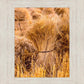 Plate 1 - Guatemala Highlands Shock of Wheat