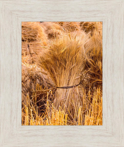 Plate 1 - Guatemala Highlands Shock of Wheat