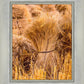 Plate 1 - Guatemala Highlands Shock of Wheat