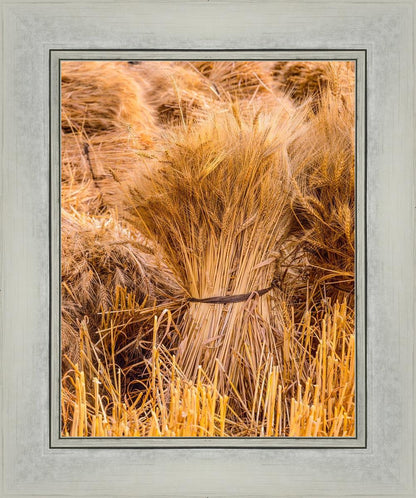 Plate 1 - Guatemala Highlands Shock of Wheat