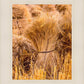 Plate 1 - Guatemala Highlands Shock of Wheat
