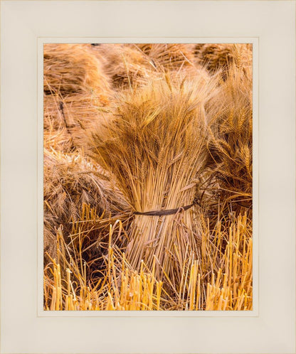 Plate 1 - Guatemala Highlands Shock of Wheat