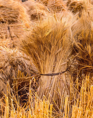 Plate 1 - Guatemala Highlands Shock of Wheat