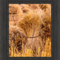 Plate 1 - Guatemala Highlands Shock of Wheat