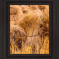 Plate 1 - Guatemala Highlands Shock of Wheat