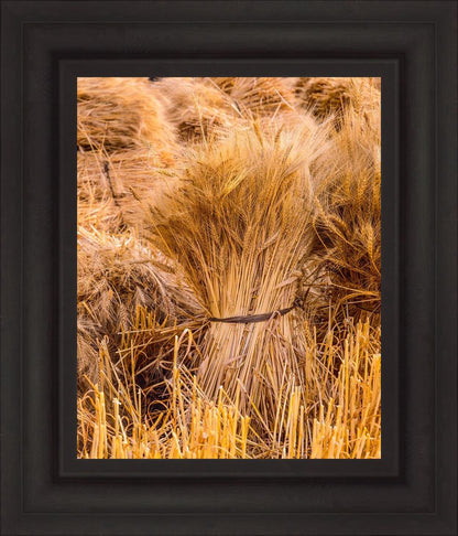 Plate 1 - Guatemala Highlands Shock of Wheat