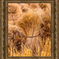 Plate 1 - Guatemala Highlands Shock of Wheat