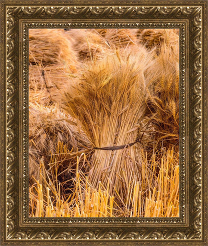 Plate 1 - Guatemala Highlands Shock of Wheat