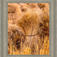 Plate 1 - Guatemala Highlands Shock of Wheat