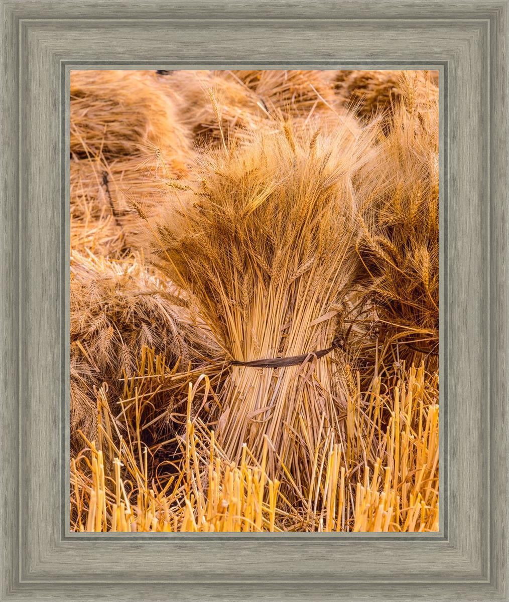 Plate 1 - Guatemala Highlands Shock of Wheat