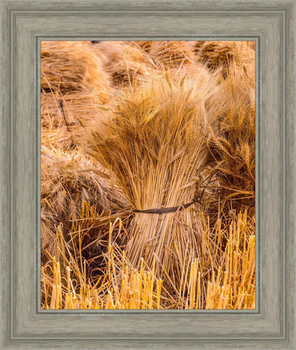 Plate 1 - Guatemala Highlands Shock of Wheat