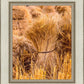Plate 1 - Guatemala Highlands Shock of Wheat