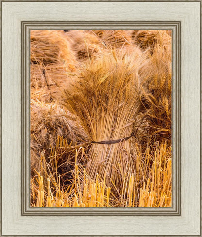 Plate 1 - Guatemala Highlands Shock of Wheat