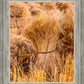 Plate 1 - Guatemala Highlands Shock of Wheat