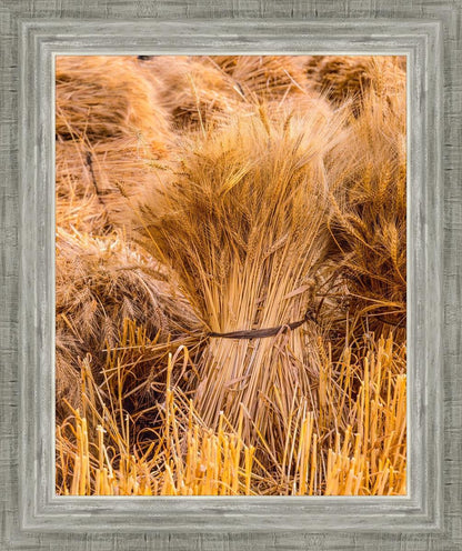Plate 1 - Guatemala Highlands Shock of Wheat
