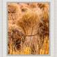 Plate 1 - Guatemala Highlands Shock of Wheat