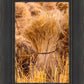 Plate 1 - Guatemala Highlands Shock of Wheat
