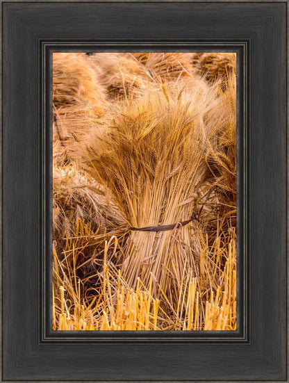 Plate 1 - Guatemala Highlands Shock of Wheat