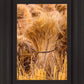Plate 1 - Guatemala Highlands Shock of Wheat