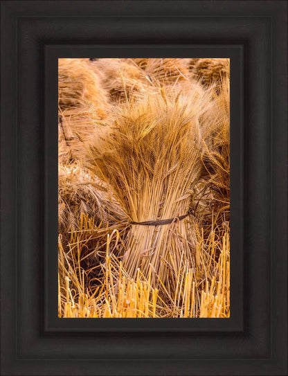 Plate 1 - Guatemala Highlands Shock of Wheat