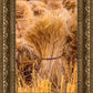 Plate 1 - Guatemala Highlands Shock of Wheat