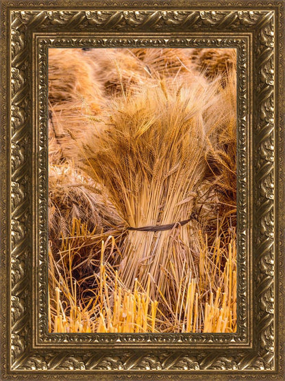 Plate 1 - Guatemala Highlands Shock of Wheat