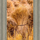Plate 1 - Guatemala Highlands Shock of Wheat